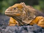 Land_Iguana