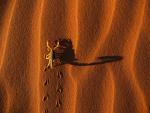 Shadow-Casting_Scorpion