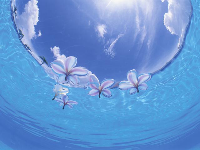 Frangipani_Okinawa