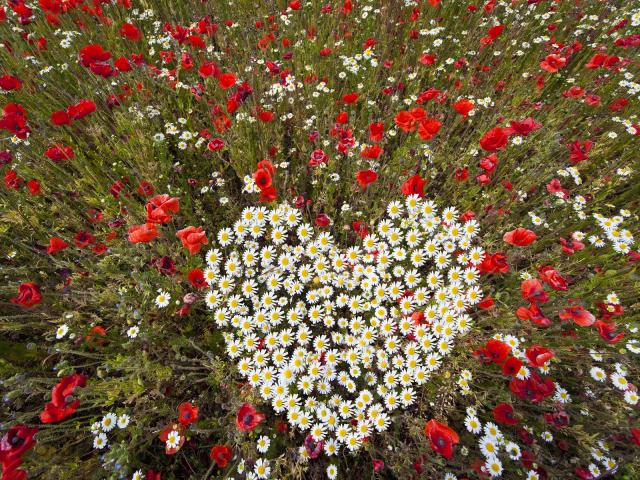 Heart_of_Daisies