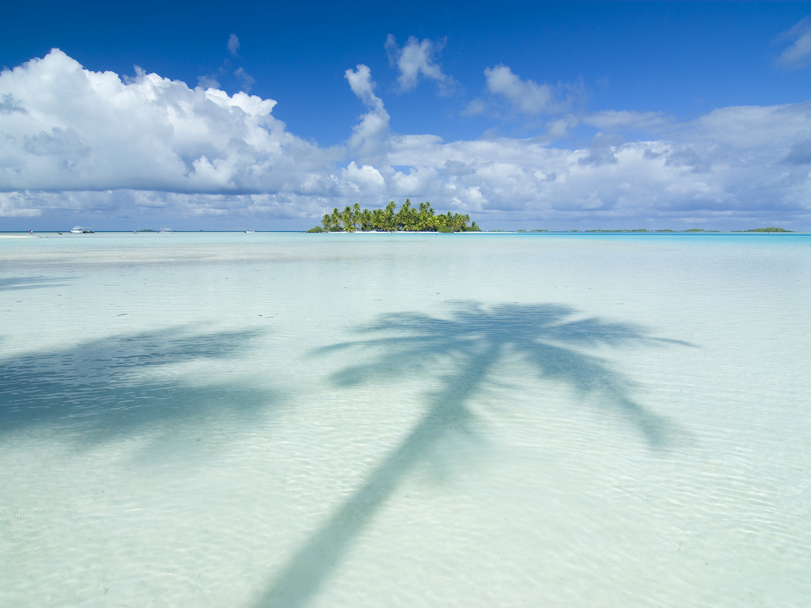 Palm_Tree_Paradise