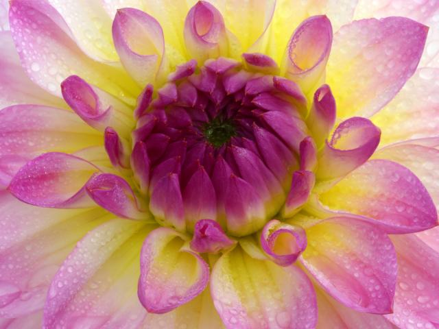 Pink_Dahlia