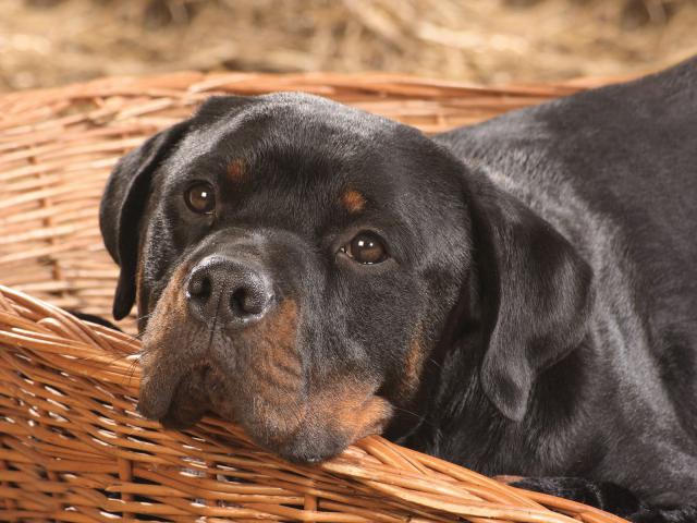 A_Relaxed_Rottweiler