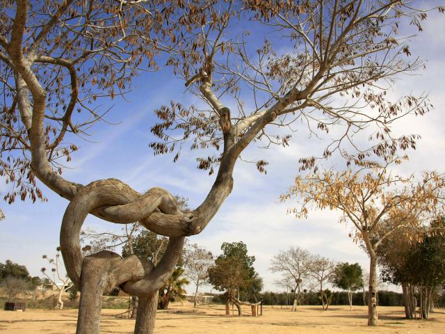 Pretzel_Tree