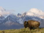 American_Bison