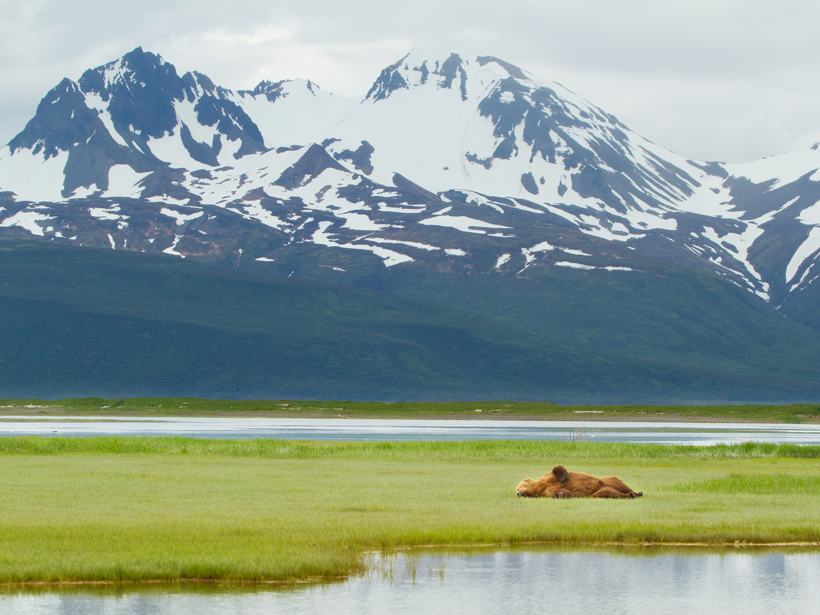 Brown_Bear_Katmai