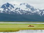 Brown_Bear_Katmai