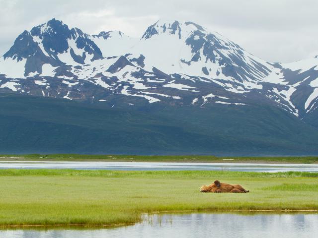 Brown_Bear_Katmai