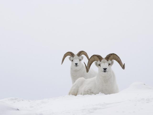 Dall_Sheep
