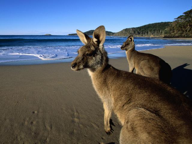 Grey_Kangaroos