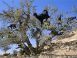 Goats_in_an_Argan