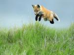 Leaping_Red_Fox