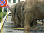 Pachyderm_Parking