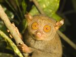 Philippine_Tarsier