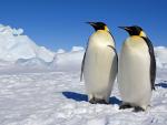 Emperor_Penguins