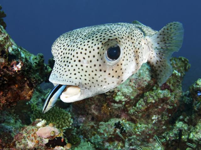 Porcupine_Pufferfish