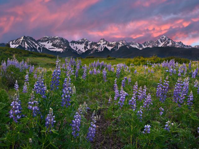 Alpine_Meadow