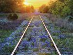 Blue_Bonnets