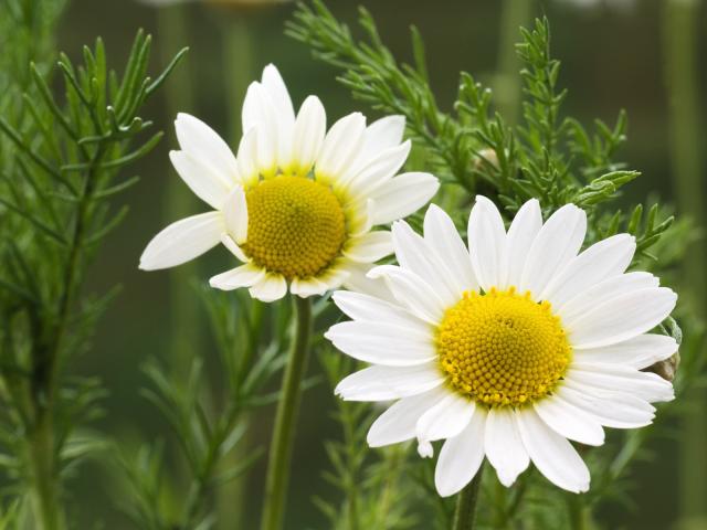 Chamomile_Close-Up