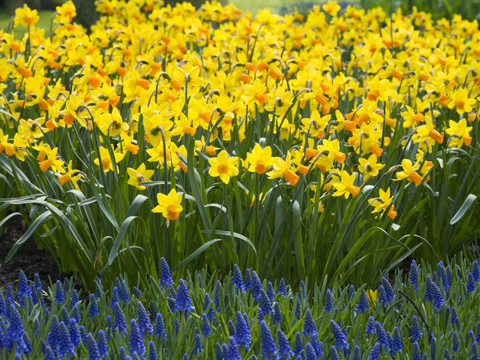 Daffodils