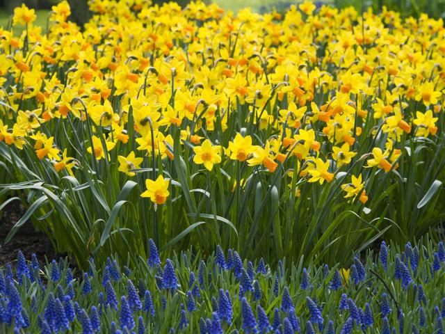 Daffodils
