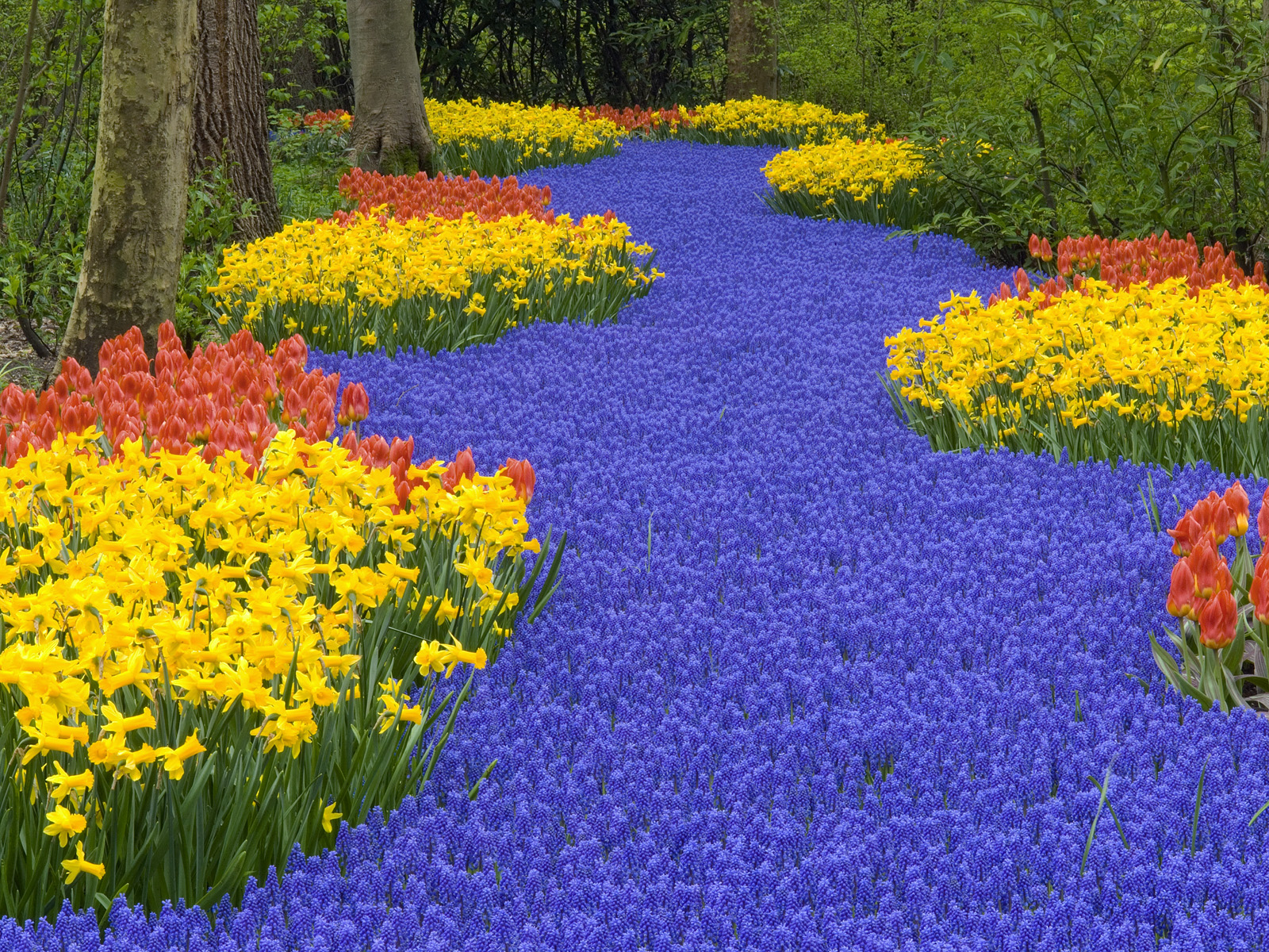 Flowers_at_Keukenhof