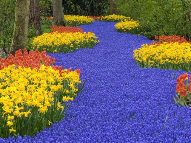 Flowers_at_Keukenhof
