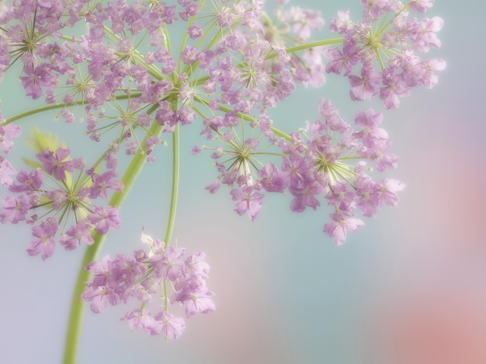 Hairy_Chervil