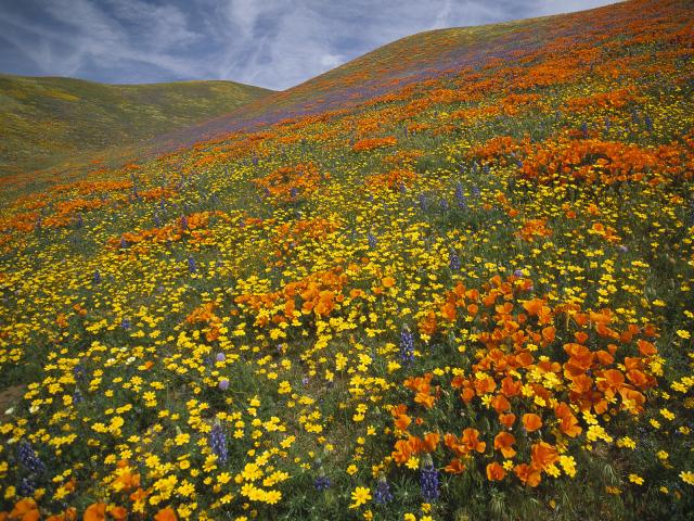 Poppy_Field