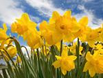 Sunny_Daffodils