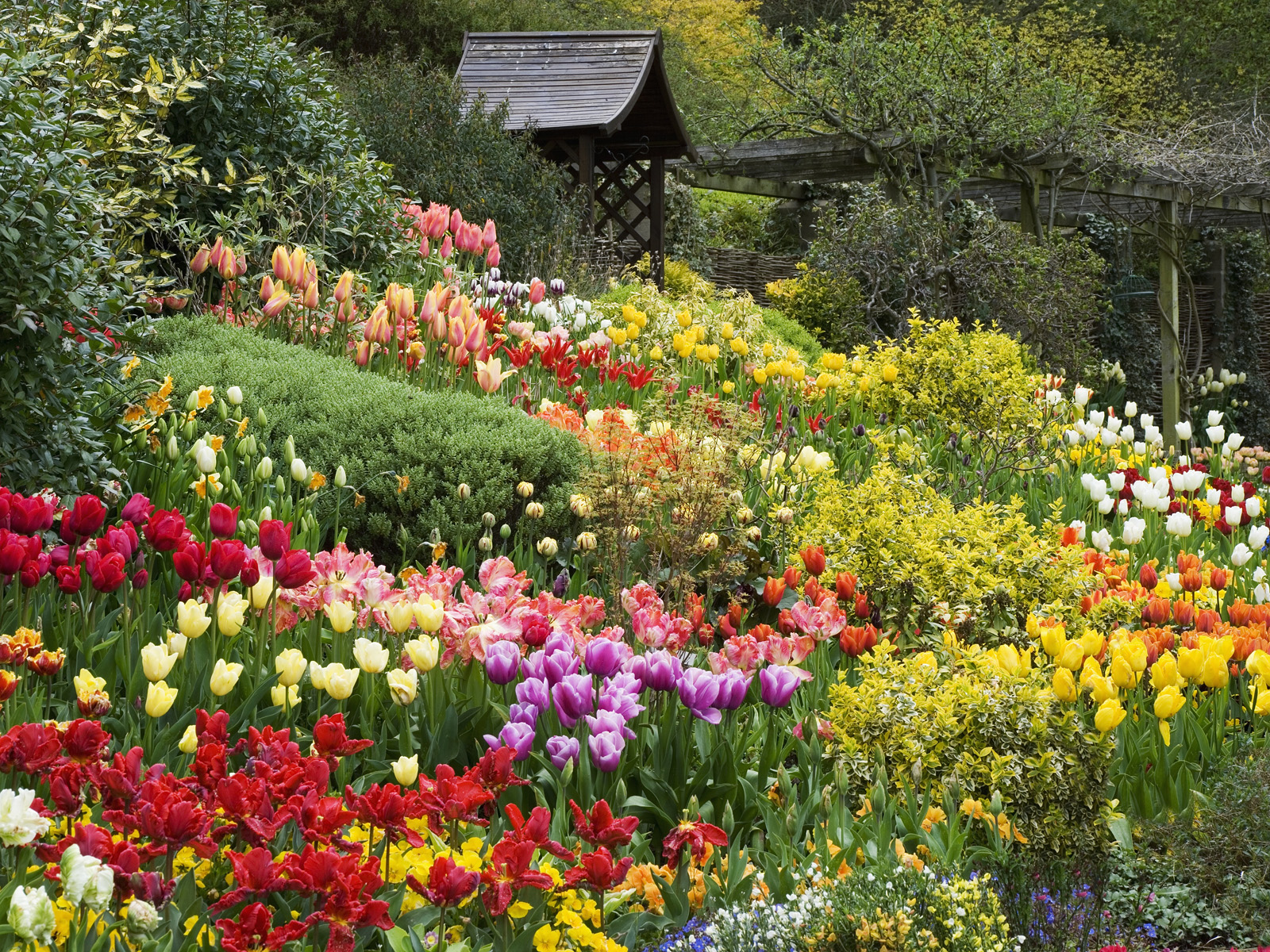 Tulips_at_Larford