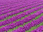 Tulips_Farm_Skagit