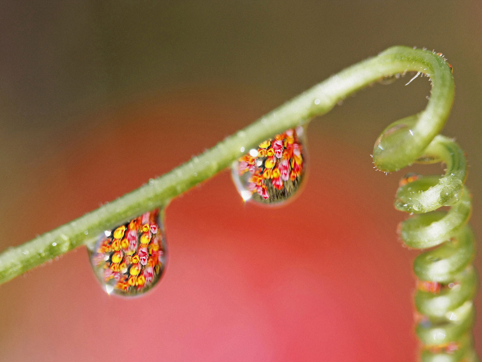 Water_Garden