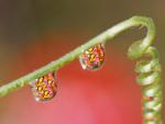 Water_Garden