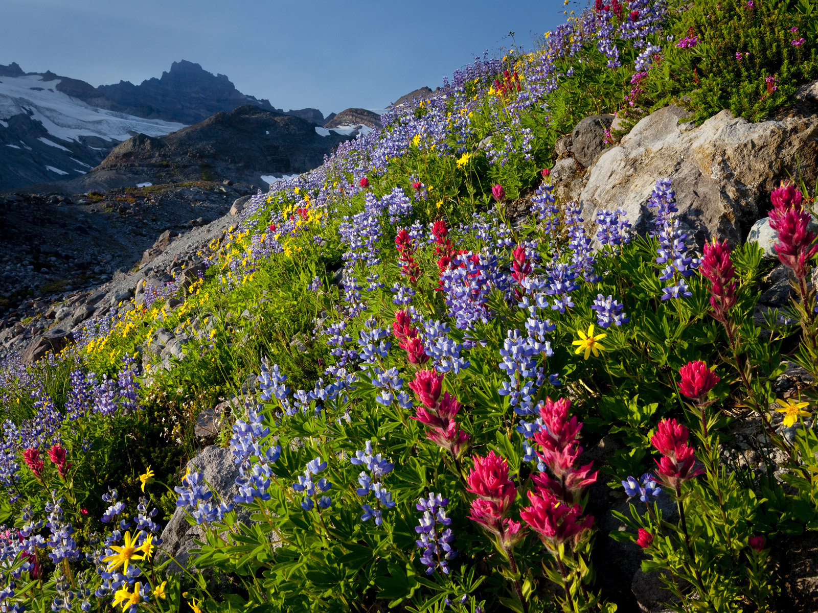 Wildflowers_03