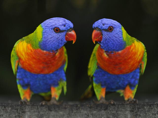 Rainbow_Lorikeets