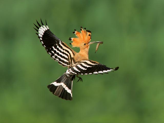 Eurasian_Hoopoe
