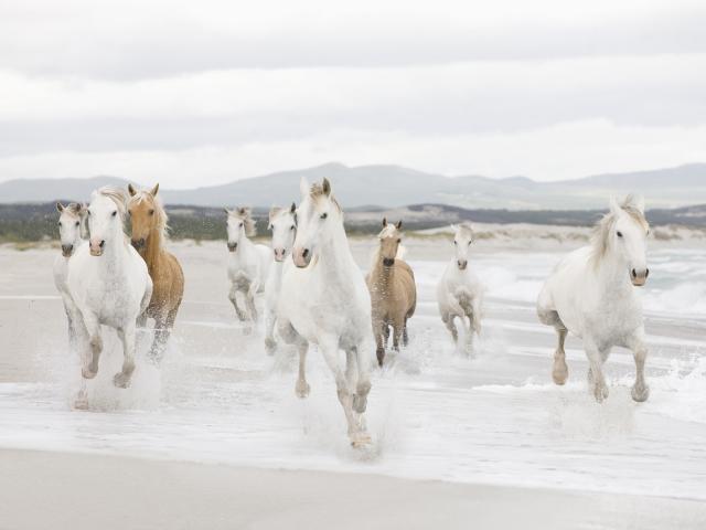 Beach_Horses
