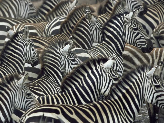 Zebra_Kenya