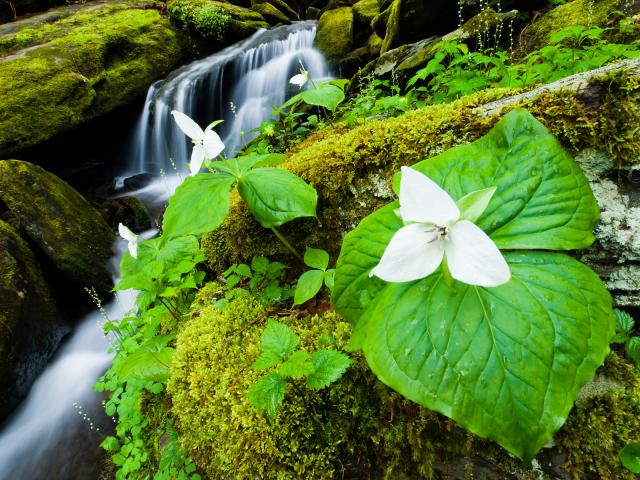 Great_Smoky_Mountains