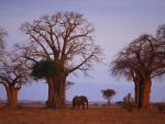 African_Elephant