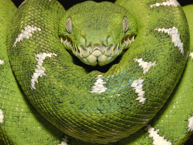 Emerald_Tree_Boa