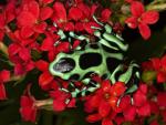 Poison_Dart_Frog