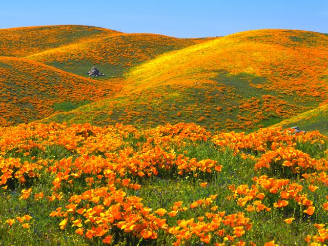 California_Poppies