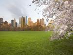 Cherry_Blossoms_at