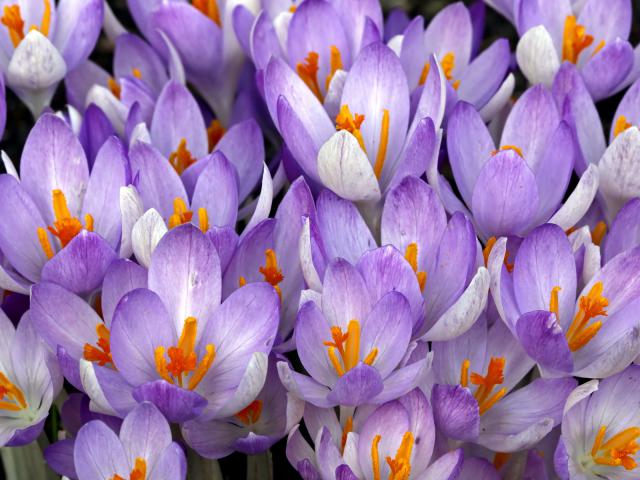 Crocus_Flowers
