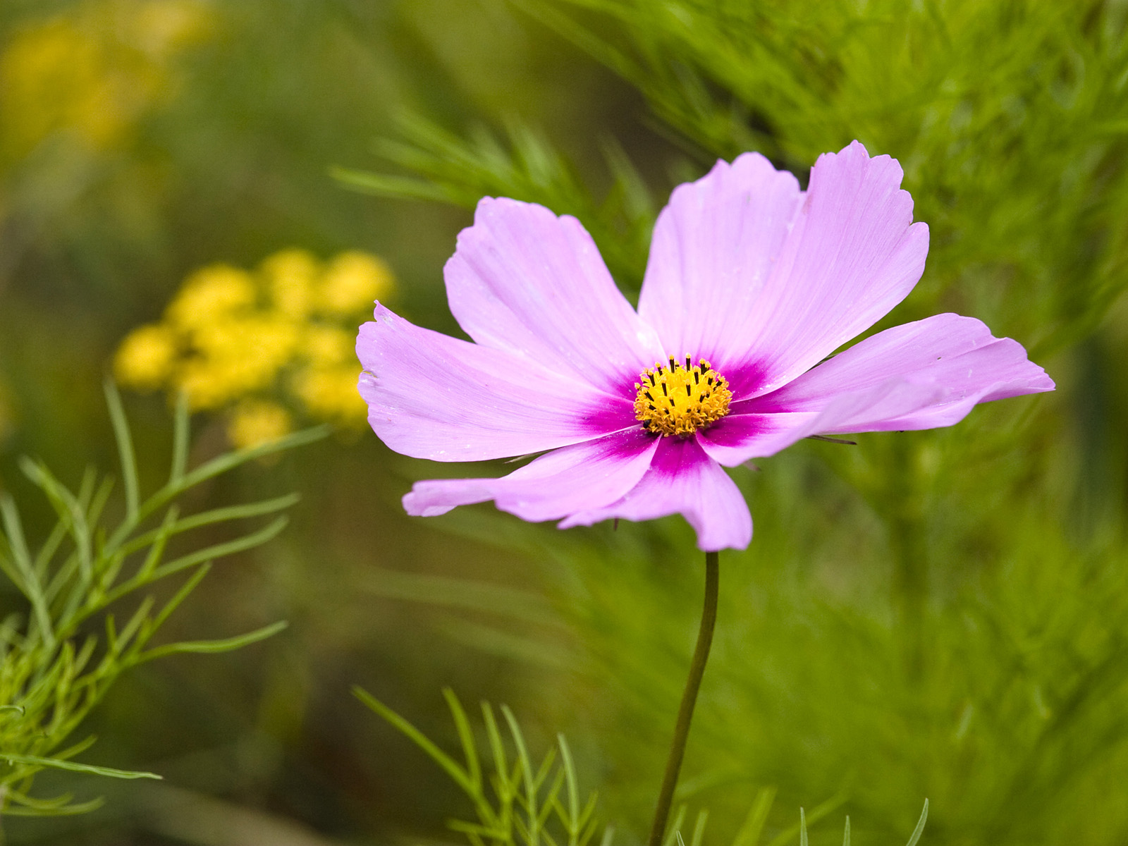 Garden_Cosmos