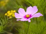Garden_Cosmos