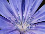 Chicory_Flower