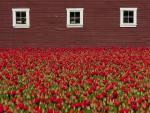 Red_Tulips_in